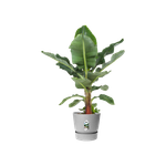 greenville round 30cm living concrete